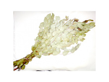 ����� �������� (�����������).jpg