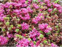 ������ ������ ��������������(Sedum Spurium)--40 ���