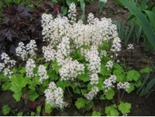 �������� ������������� (Tiarella cordifolia) - 60 ���.