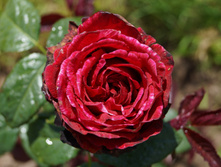 DSC02408.JPG