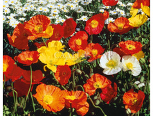 ��� ������� ��������� 100��.��