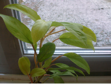 ����������� �������