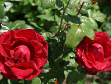 DSC02404.JPG