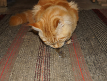 DSC02388.JPG