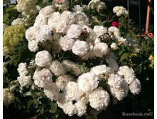 ����� ���� ������ ���� (�)