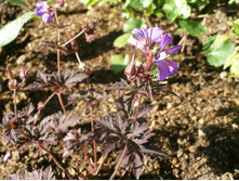 ���� ������(�������)*