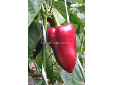 ����� �������  ������,(��) 7,50���. [���.��000010770]