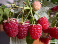 ������ ������� ���������-130�