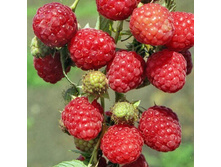 ������ ����������.jpg