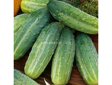 ������ ������������  �������������� 15��,(��) 3,50 ���. [���.10000253]