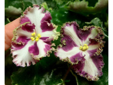 ������ ����-�.jpg