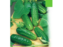 ������ ���� ��� ��� �� 5 ��. Seminis (����������� ������)13���.jpg