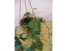 ������ ���� ������