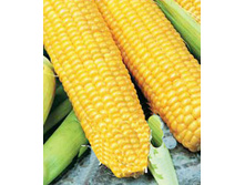 �������� �������� ��������� �������� 210,(��)9,50 ���.