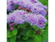 �������� ������������ ����������,(��) 7,50 ���. [���.3001592]