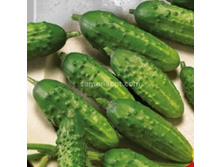 ������ �������� F1 �������������� 10��,(��) 9,00 ���.