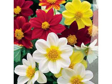 �������� ������� ������ ����������,(��) 6,50 ���.[���.3001593]