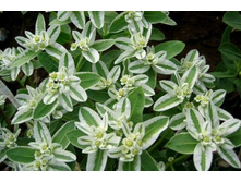 ������� ����������� ����������,(��) 7,50 ���.[���.3003489]