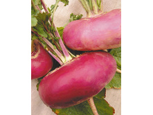 ���� ��������� �������,(��)6,00 ���. [���.9000644]