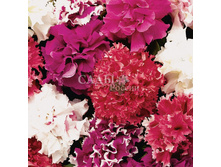 ������� �������� ������ F1 ����� ������� ,(��) 23,00 ���. [���.3004116]