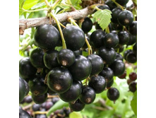 ��������� ������ ������� �������.jpg