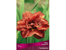 ���� ��������� ����������.jpg