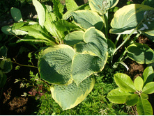 ������� ������� (No5-����)