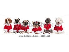stock-photo-group-of-dogs-in-a-row-dressed-as-santa-claus-in-front-of-white-background-46661455.jpg