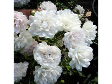 ��� ���.jpg