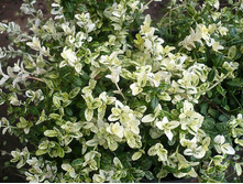 ��������� �������*