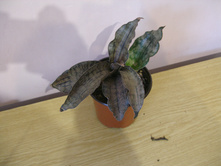 ���� ������ ������