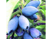 ��������� ��������� ����� �����.jpg