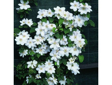 �������� ��������������� ��� ���������.jpg