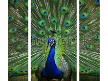 ������ 1.jpg