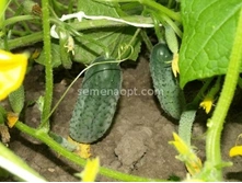 ������ ���������� F1,(��) 4,50 ���. [���.10000232]