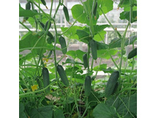 ������ ����� F1  8��,(��) 38,00 ���. [���.10000290]