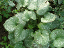 ������� �����*)