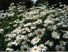 ������� �������. ���������� �������. 160 ���. ����� ����� �����. ����� 200-250 �����. ��� ����� ����� �� ��������� � �������� ���������� �����. 000018363.jpg