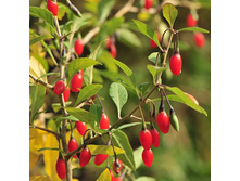 ������ ����� ���.jpg