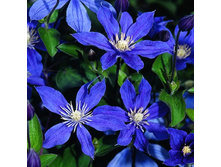 �������� ������������ ��������.jpg