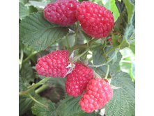 ������ ��������.jpg