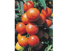 ����� �������� ������ �����������,(��) 3,00 ���. [���.14000459]