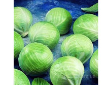 ������� ������������  ������� F1 ������������ 10��(��) 19,00 ���. [���.6000237]