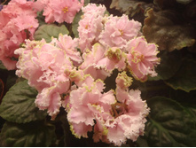 ���� ���������.jpg