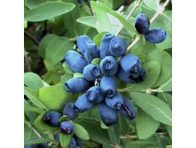 ��������� �������