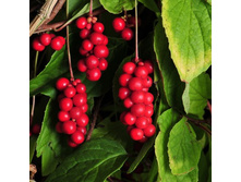 �������� ���������.jpg