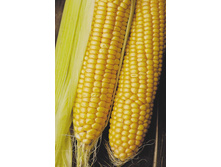 �������� ������� ��������,(��) 6,60 ���. [���.9000164]