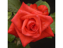 ���� ������.jpg