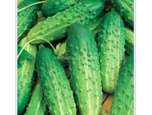 ������ �������� F1�������������� 12��,(��)6,00 ���. [���.10000237]