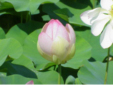 ����� ���-��������. �����.jpg